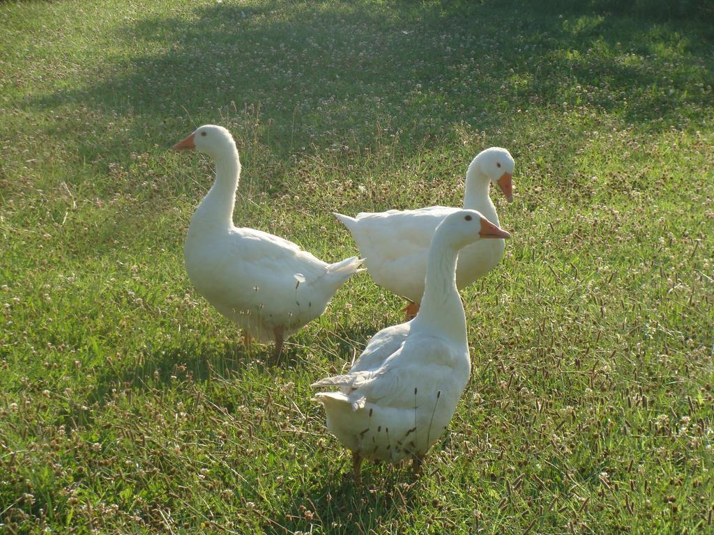 ルーゴ Antico Casale Dei Sogni Agriturismoゲストハウス エクステリア 写真