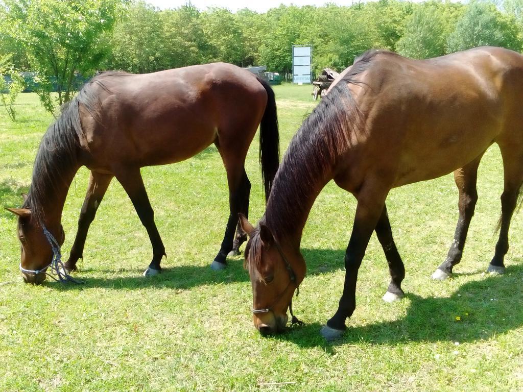 ルーゴ Antico Casale Dei Sogni Agriturismoゲストハウス エクステリア 写真